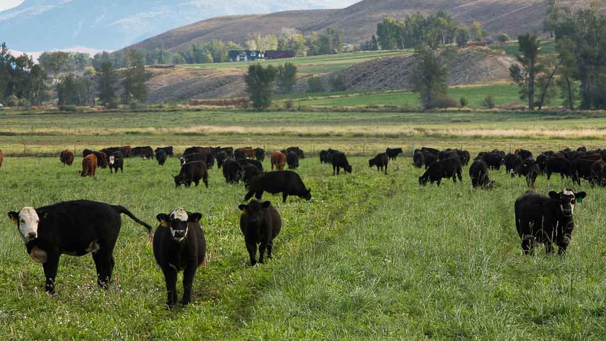 beef cows at the Nancy M Cummings Research, Extension and Education Center